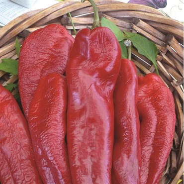 Peppers, Bhut Jolokia - 500 Seed Count