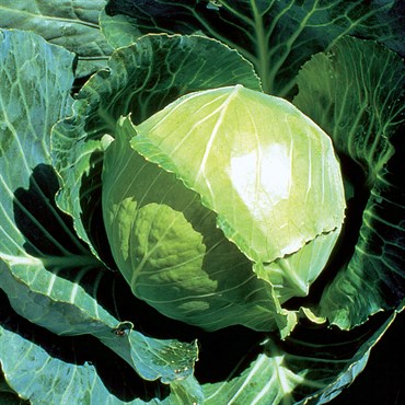 Cabbage, Golden Acre 1,000 Seed Count