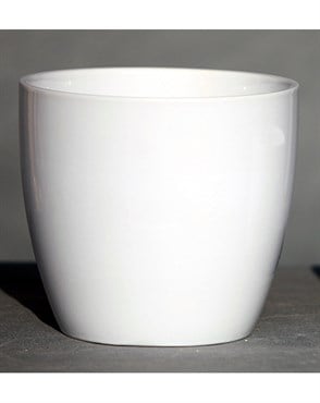 Palm Spring 7.5" Pc Lily Cache GWH