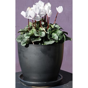Verandah 6"x5.5" Lily Svr