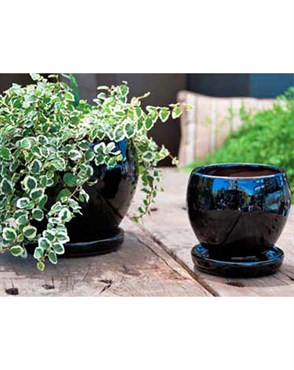 Verandah 6" Blk Gerbera