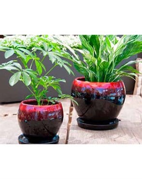 Verandah Gerberba Size A Rbk