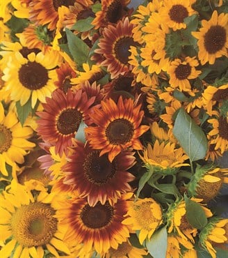 Sunflower, Autumn Beauty - 1/2 lb
