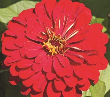Zinnia, Cherry Queen - 1/2 lb