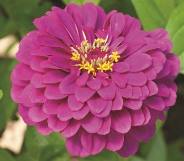 Zinnia, Purple Prince - 1/2 lb