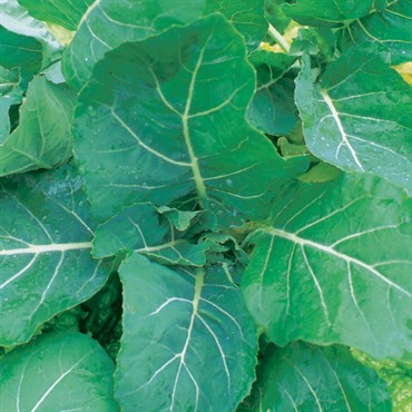 Collards, Georgia - 5,000 Seed Count