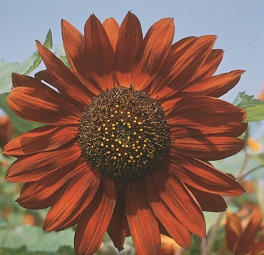 Sunflower, Velvet Queen - 1/2 lb