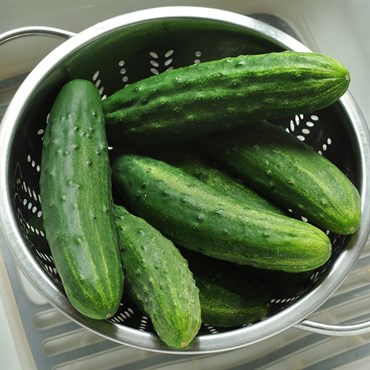 Cucumber, Patio Snacker 10,000 Seed Count