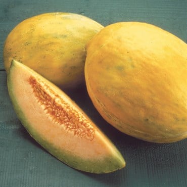 Cantaloupe , Burpee Hyb - 10,000 Sd Ct