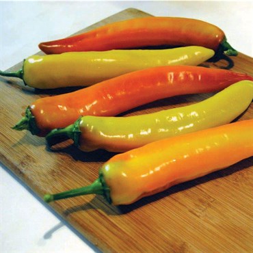 Pepper, Hot Sunset 1,000sc
