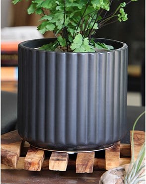 Palm Spring 6.5" Brush Comb Mbk Planter