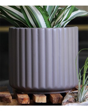 Palm Spring 6.5" Brush Comb Sgy Planter