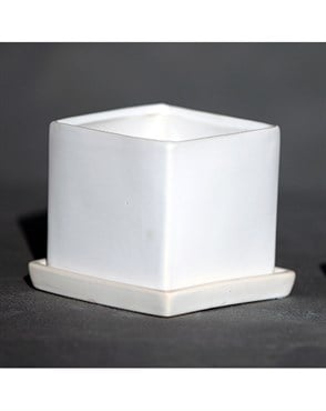 Palm Spring 2.5" Cube Pot with Ds Mwh