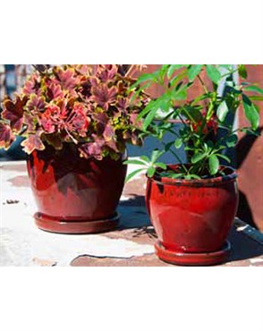 Verandah 5" Butter Cup Sz C Trd