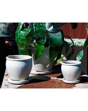 Verandah Butter Cup Size A Wsp