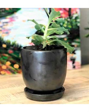 Verandah 7" Svr Maui Pot