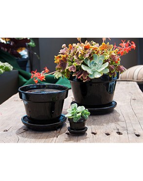 Verandah 2.5 Square Standard with Saucer Black