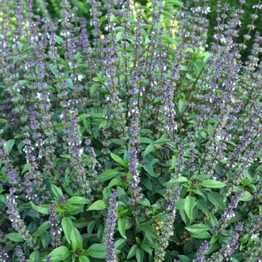 Basil, Cinnamon 1 oz