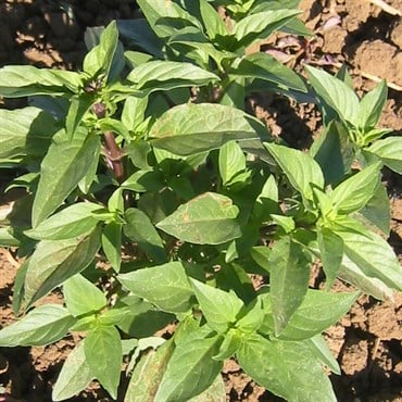 Basil, Siam Queen 1/2 oz