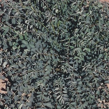 Salad Burnet 1/4 oz
