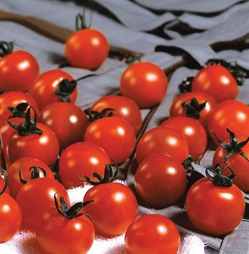 Tomato, Sweet Million Treated - 10,000 Seed Count