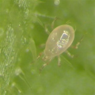 Bioline Starskii 1K Mini Sachets 125,000 Amblyseius swirskii ( Thrips Whitefly )