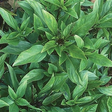 Basil, Thai 1 oz