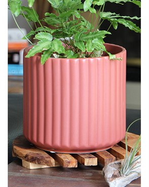 Palm Spring 5.5" Brush Comb Hbs Planter