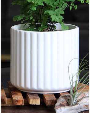 Palm Spring 6.5" Brush Comb Mwh Planter
