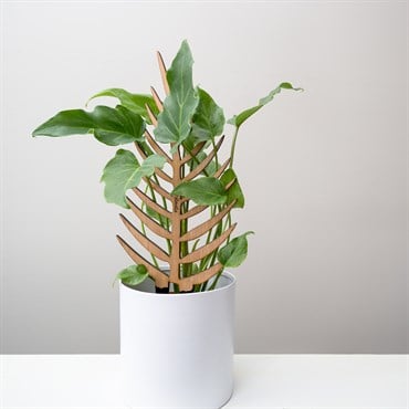 Treleaf 12" Palmella Regular Staked Cherry Finish Classic Collection