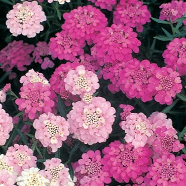 CANDYTUFT, DWARF FAIRY MIXED 1/8 OZ. EACH