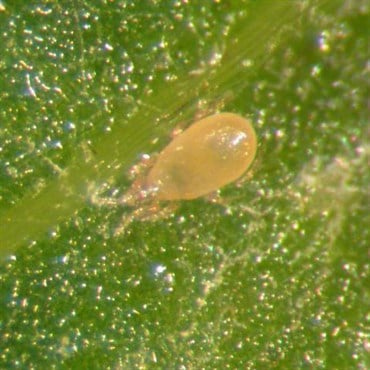 Amblyseius ( Neoseiulus ) cucumeris 100,0, 5 liter bag, bran carrier ( Thrips )