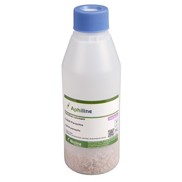 Aphidius colemani 5,000 wasps per bottle ( Aphids )