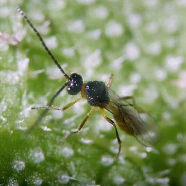 Aphidius colemani + ervi , 500 wasps per bottle ( Aphids )