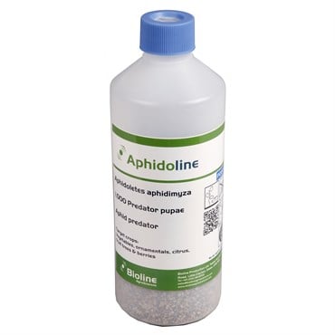 Aphidoletes aphidimyza, 1000 per bottle loose ( Aphids )