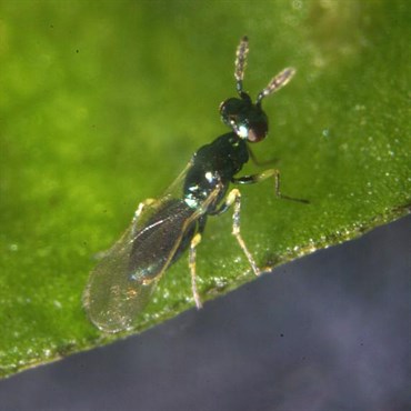 Diglyphus isaea, 250 per vial ( Leafminer )