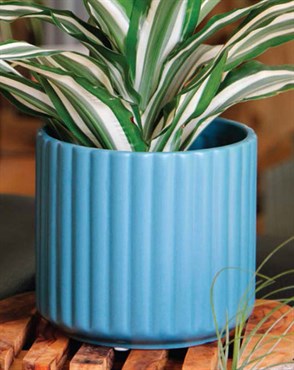 Palm Spring 6.5" Brush Comb Dnm Planter