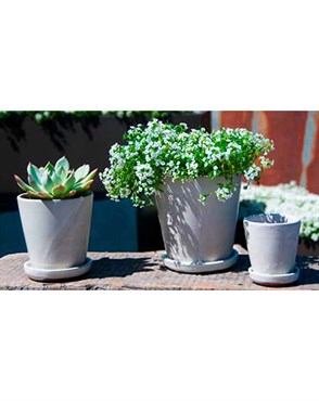 Verandah Lilac Size A Wsp