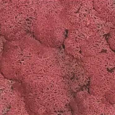 SuperMoss 4oz Reindeer Moss Fushia