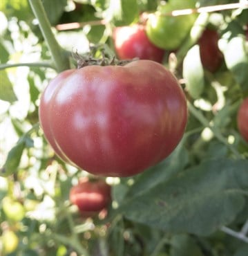 Tomato, Oxheart Red - 5,000 Seed Count