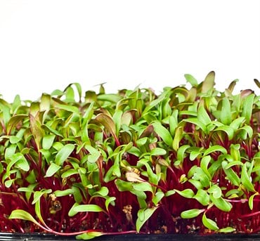 Microgreens, Early Wonder Green Top - 2 Gram