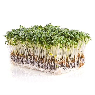 Microgreens, Upland Cress - 3.5 Gram