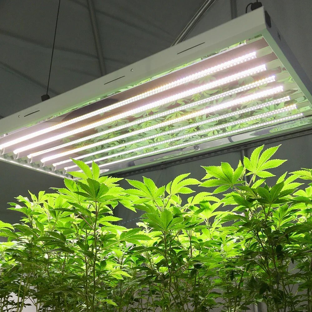 Cannabis Fluorescent Grow Light