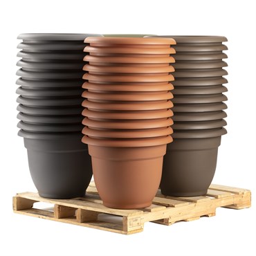 Bloem 48pc 16" Ariana Core Color Display