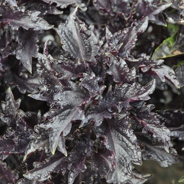 Basil, Purple Ruffles 1/16 oz
