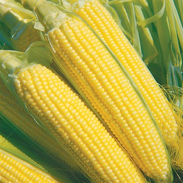 Corn, Extra Sweet 82 - 4oz