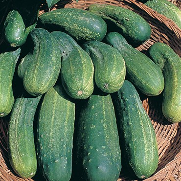 CUCUMBER, BOSTON PICKLING 1 LB EACH