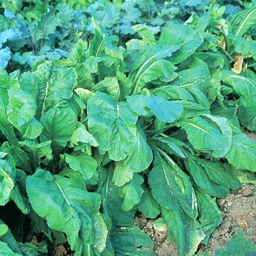 Mustard-Spinach, Tendergreen - 4oz