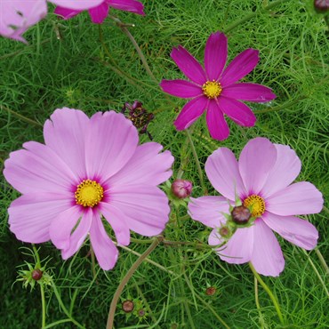 COSMOS, EARLY SENSATION 1/2 OZ EACH