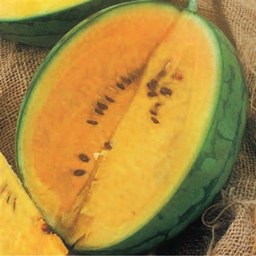 Watermelon, Yellow Doll Hybrid - 1,000 Seed Count